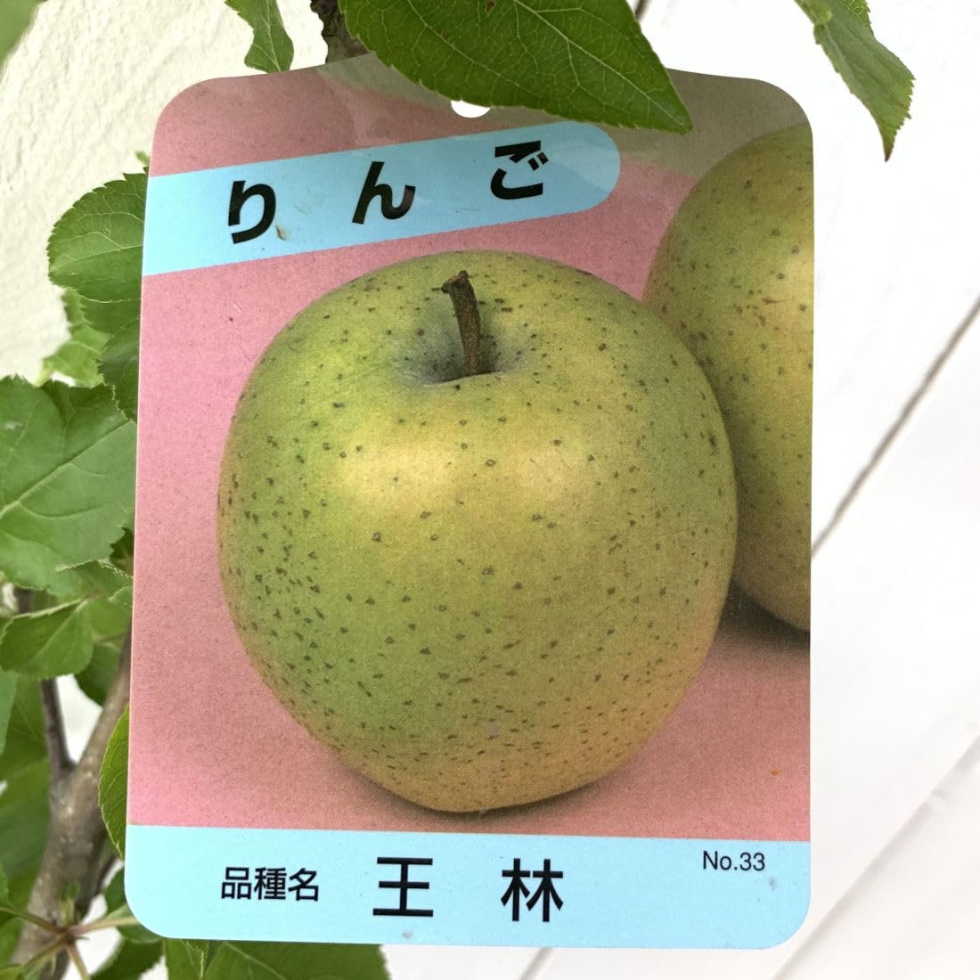 Amazon.co.jp: リンゴ 苗木 王林 12cmポット苗 おうりん りんご 苗