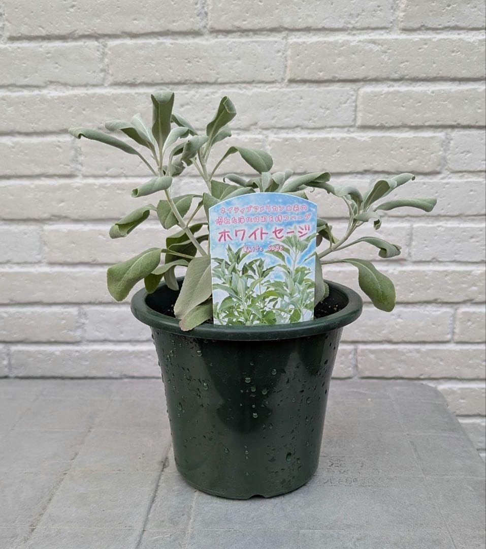 耐寒性オプンチア フミフサ群 株◇団扇サボテン南国ドライガーデン多肉