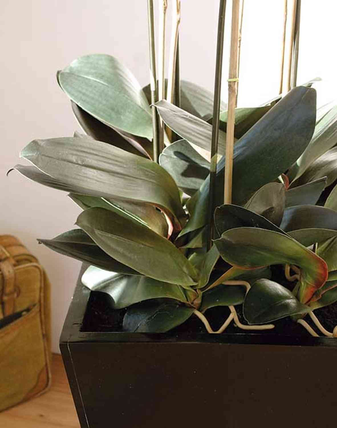 artplants.de Kunst Phalaenopsis Orchidee Wilhelmina, Holztopf, weiß, 150cm - Kunstblume Orchidee