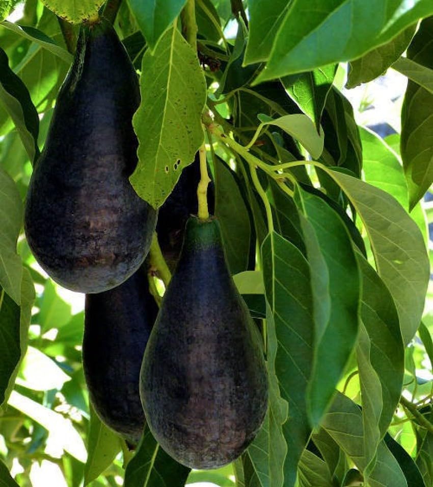 See full amazon price history chart for GreenEarth Original Black Gold Avocado Grafted Plant "Hass Variety" Black Butter Fruit Healthy Plant "Fruit After 1 Year" GreenEarth Original Black Gold Avocado Grafted Plant "Hass Variety" Black Butter Fruit Healthy Plant "Fruit After 1 Year" (B0CFLR6GK9) Amazon Price History, Amazon Price Tracker