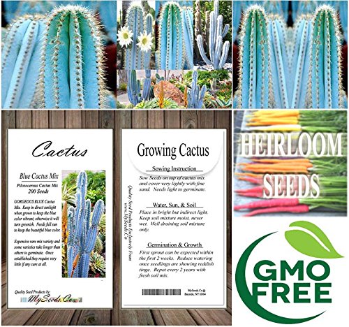 Big Pack - (200) Pilosocereus Blue Rare Cactus Mix - Cactus Seeds Gorgeous Blue - Excellent For Greenhouse Or As House Plants - Fresh Cactus Seeds - By Myseeds.co (Pilo. Blue Mix - Big Pack) #TOP6