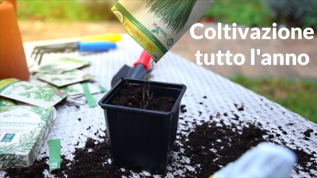 Set Semi Erbe Aromatiche BIO - 12 Varietà Per Orto, Giardino E Microgreens - Foto 13