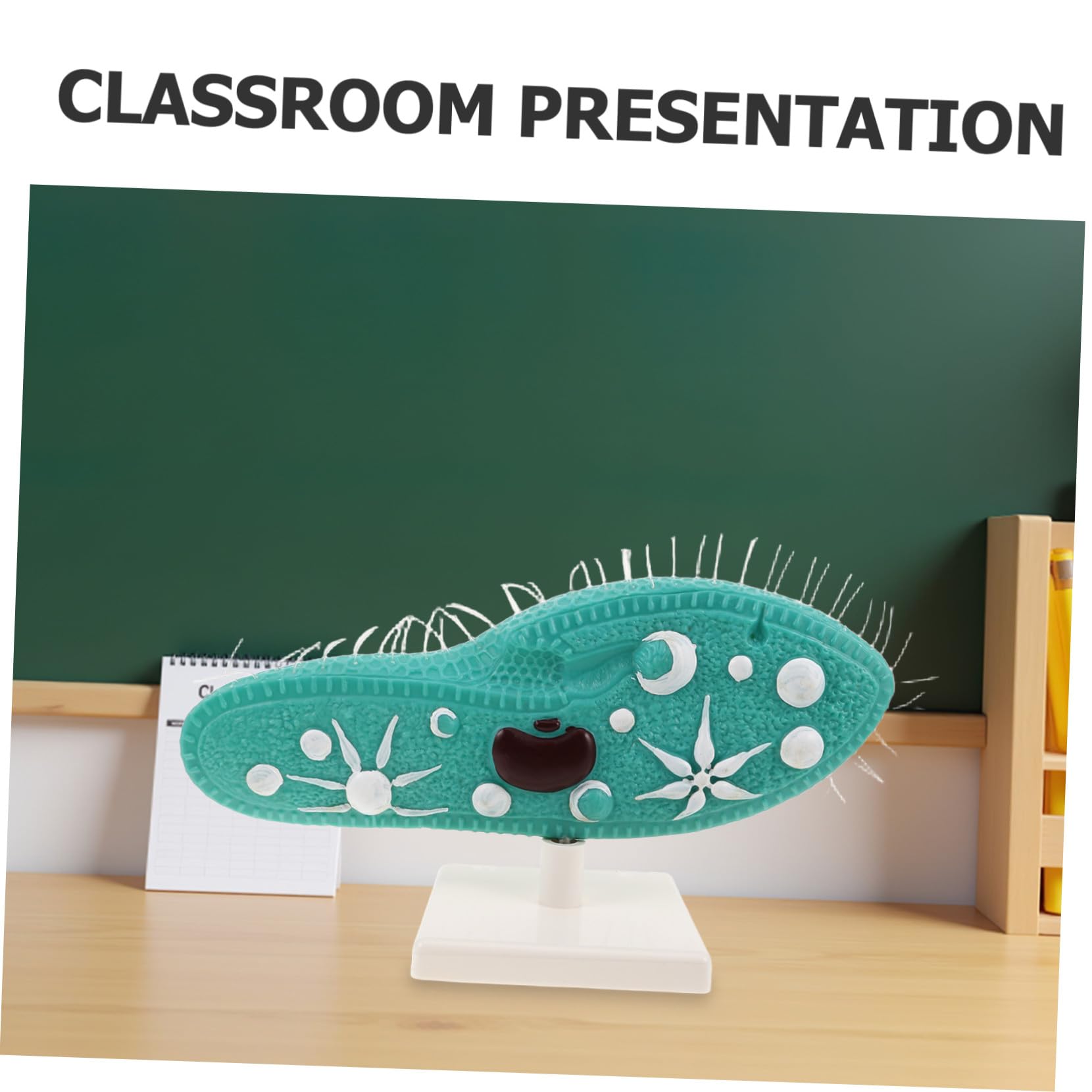 Biologie Lernmodell Paramecium mit Ständer und Detailliertem Ziliendesign aus PVC Realistische Struktur Einfache Montage für Biologieunterricht in Mittelstufe