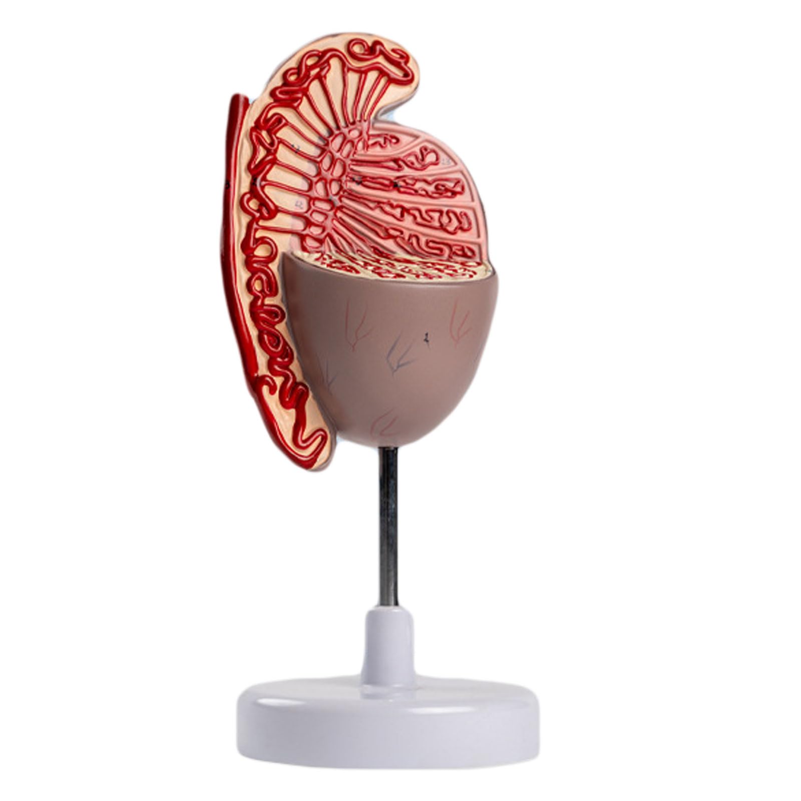 Ludzki model anatomii jąder, męskie narządy rozrodcze Model anatomiczny do nauki Edukacja Pomoce dydaktyczne Demonstracja Wyposażenie laboratorium naukowego dla szkoły