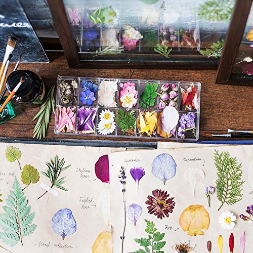 Set de 223 flores secas prensadas y stickers de mariposas miniatura 5