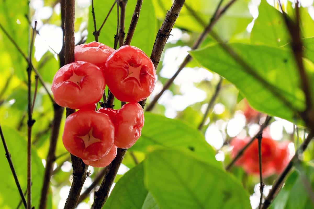 See full amazon price history chart for Hybrid red water apple sweet fruit live plant (Pack of 1) Hybrid red water apple sweet fruit live plant (Pack of 1) (B0CW1XV487) Amazon Price History, Amazon Price Tracker