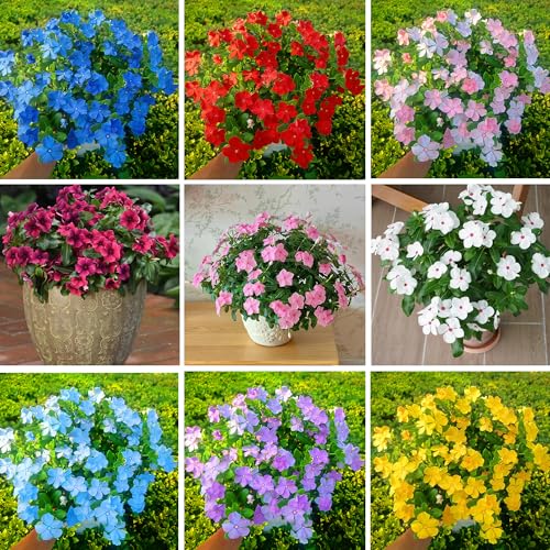 Mixrug Madagascar Periwinkle Seeds for Planting 1000pcs Rare Perennial Periwinkle Flower Seeds Plants Non-GMO Heirloom Beauty Home Garden Blooming Flowers Plants for Outdoors Indoors