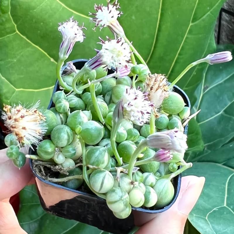 Miniatura 3 de Cadena de perlas abigarradas planta viva, enredadera suculenta arrastrada, planta de interior viva rara en maceta