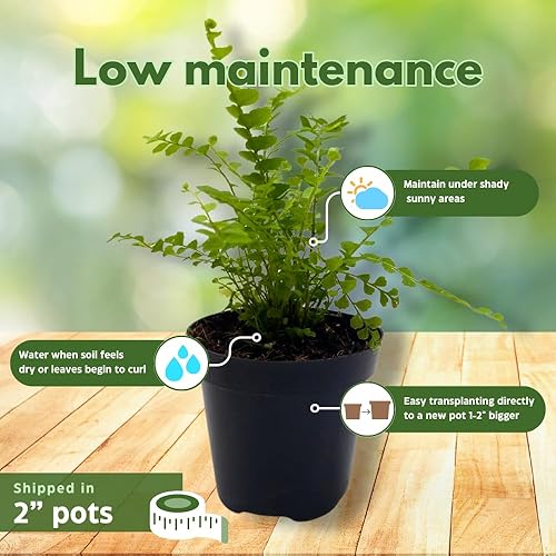 Miniatura 5 de BubbleBlooms Surtido variado de helechos, 6 helechos diferentes en macetas de 2 pulgadas pequeñas plantas de duendecillo