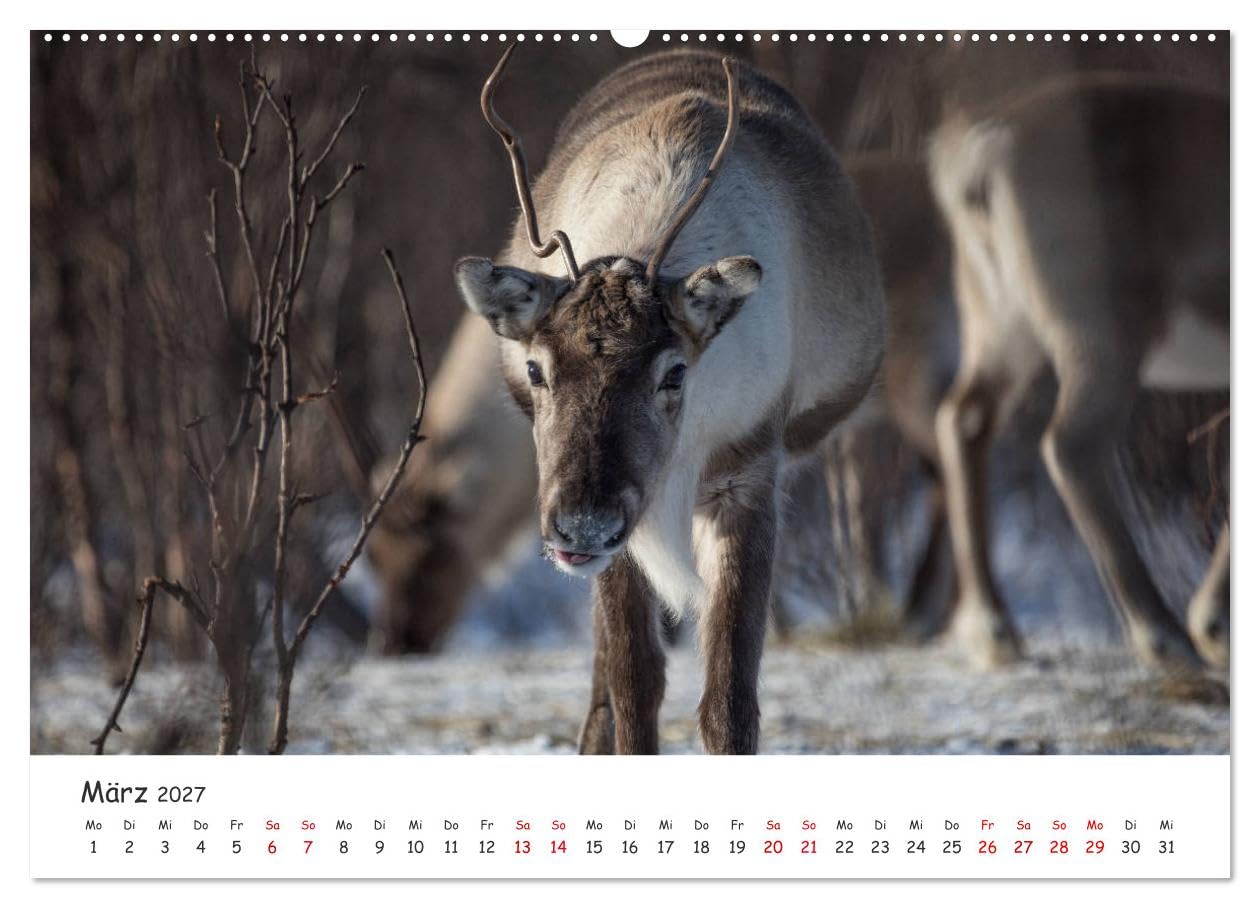 CALVENDO - Rentiere (Wandkalender 2027 DIN A2 quer), Monatskalender: Rentiere aus Nordnorwegen & Spitzbergen
