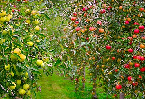 EdCott 7x5FT Sfondo Apple frutteto Fotografia