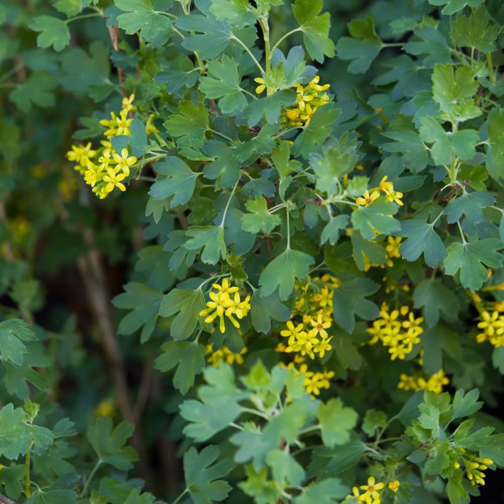 Ribes odoratum - Clove-Scented Flowering Currant, Yellow Flowers & Edible Black Berries, Long Season of Interest - 2X 3.5 Litre Potted Plants by Thompson & Morgan
