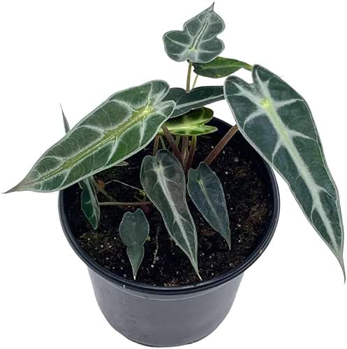 BubbleBlooms Alocasia sanderiana, Kris Plant, Sander's alocasia, in a 4