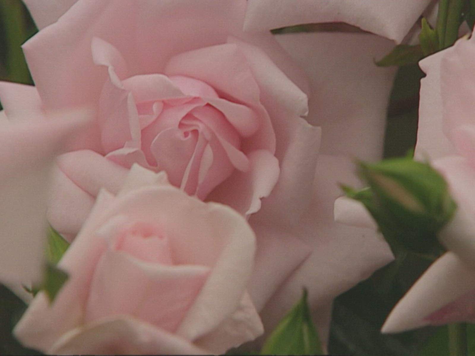 Watch Gardeners' World Season 2 Prime Video