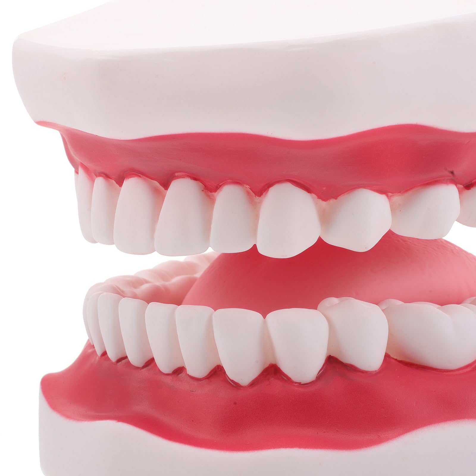 Ciieeo Modello di Protesi Dentaria Ortodontica per Insegnamento Modello di Denti per Studenti di Odontoiatria con Mascella Superiore e Inferiore Gengive e Lingua
