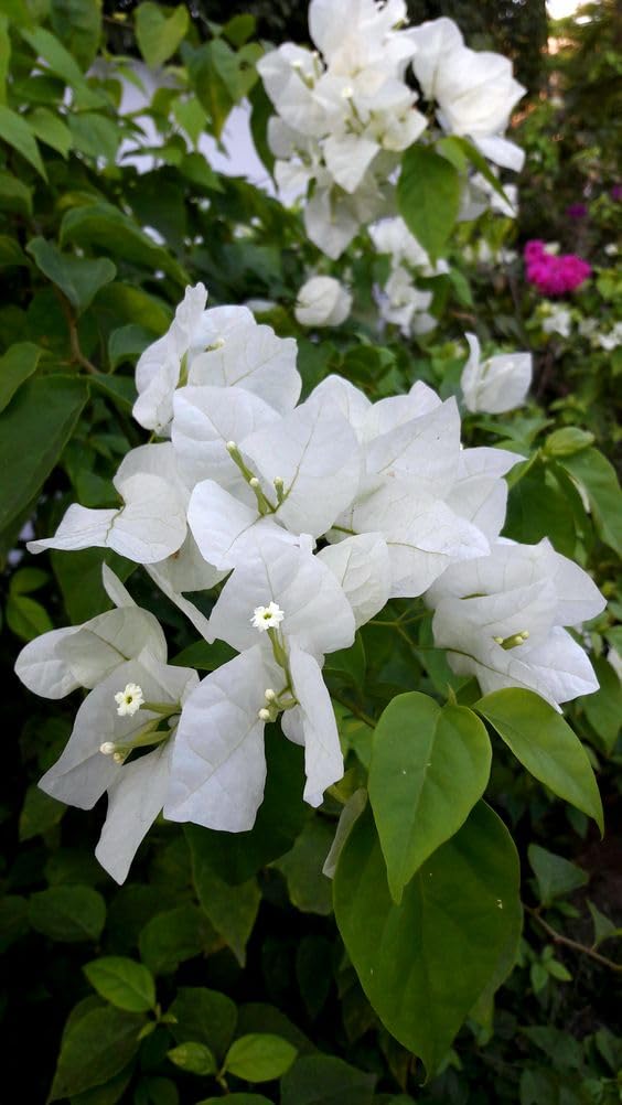 Live Rare Climbing White Bougainvillea Spectabilis live plant Double flower Bougainvillea 1 Healthy Live Plant With Beautiful Black Pot (White)