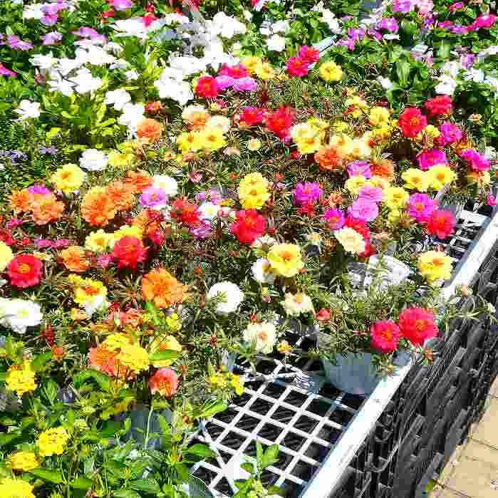 Amazon.co.jp: マツバボタン 苗 松葉牡丹 複色寄せ植え 終日咲き 花壇