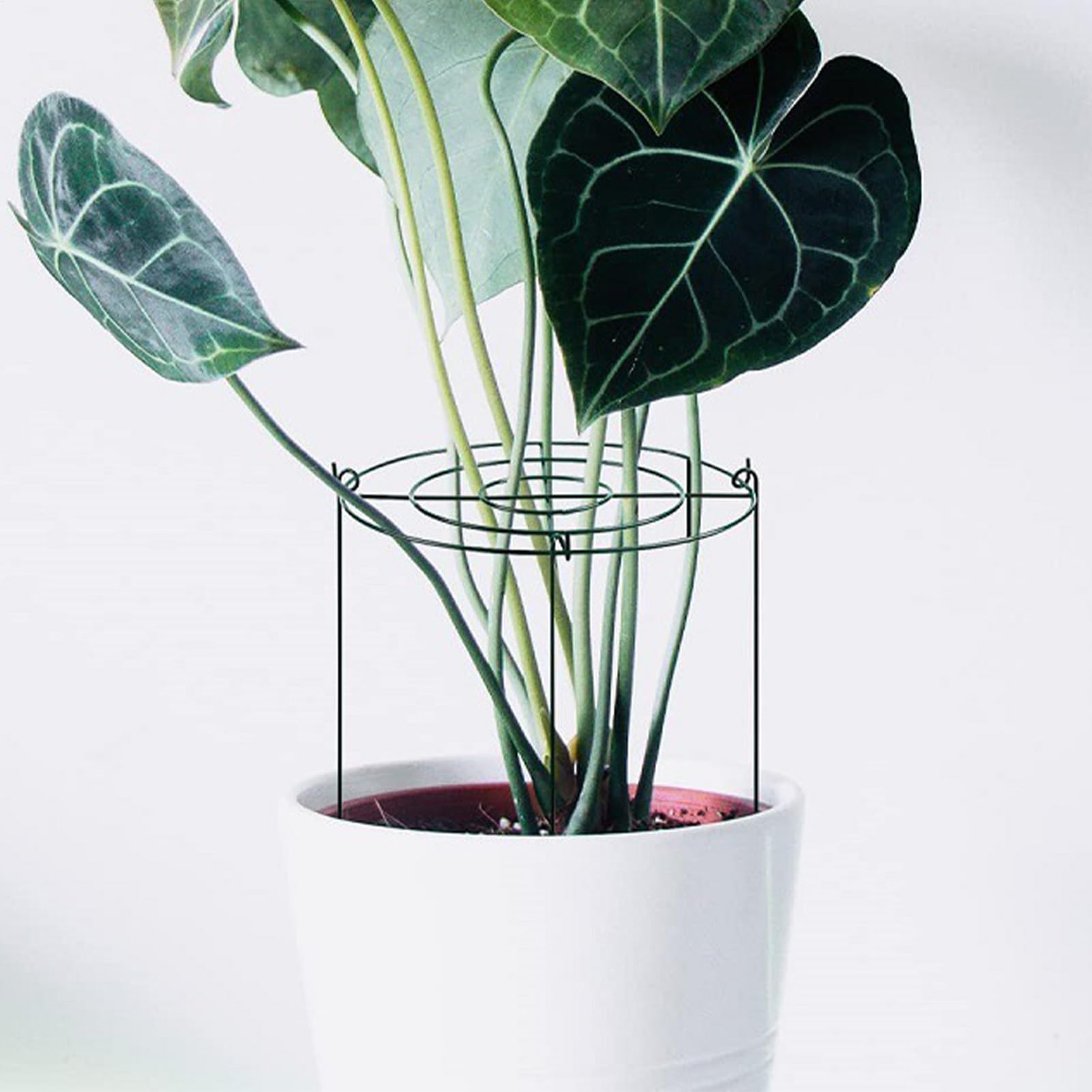 Tuteur pour Pivoines Tuteurs pour d'Intérieur