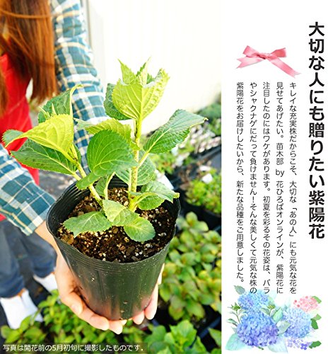 Amazon.co.jp: 紫陽花 ヤマアジサイ 【八重咲海峡 （やえざきかい
