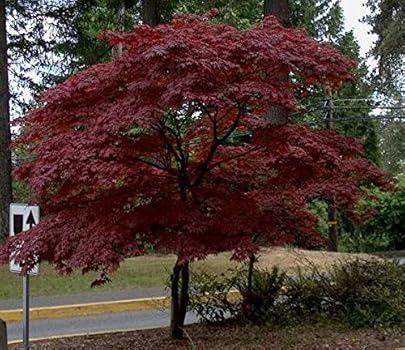 purple leaf tree australia
