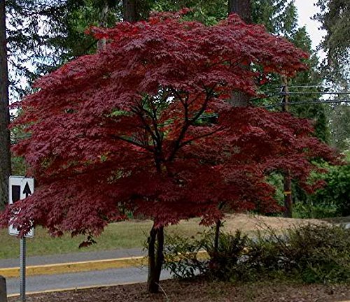 Red Japanese Maple Tree - Live Plant Shipped 1 Foot Tall by DAS Farms (No California)