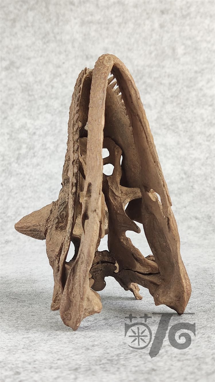 1:4 Scale Carnotaurus Skull Model Abelisauridae Resin Carnivorous Dinosaurs Figure Skeleton Collector GK Decor Gift for Adult