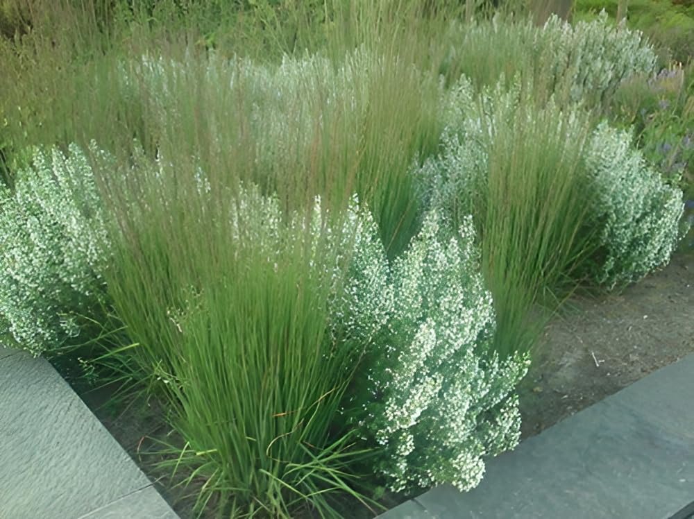 Stauden Gänge 10 x Molinia caerulea 'Moorhexe' Kleines Pfeifengras