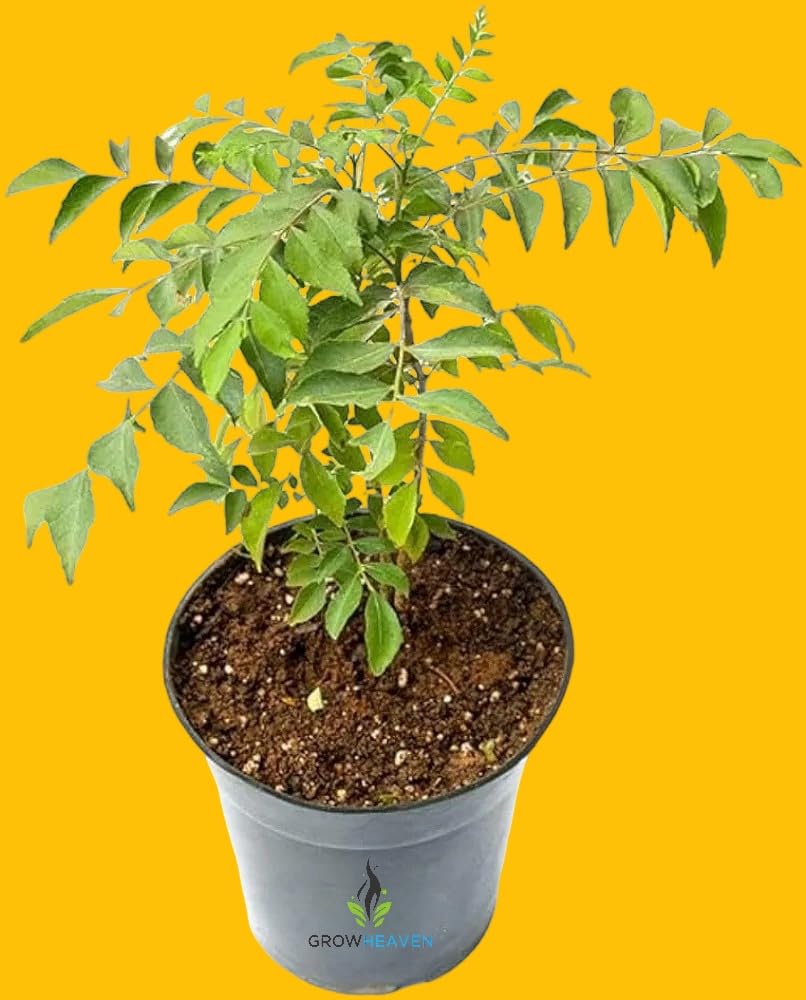 Curry Leaves, Kadi Patta, Murraya koenigii, Meetha Neem - Plant (Pack of 1 Curry Leaves Plant) (Kadi Pata Plant) For Home & garden decore (B0D2RMFDKB) Amazon Price History, Amazon Price Tracker