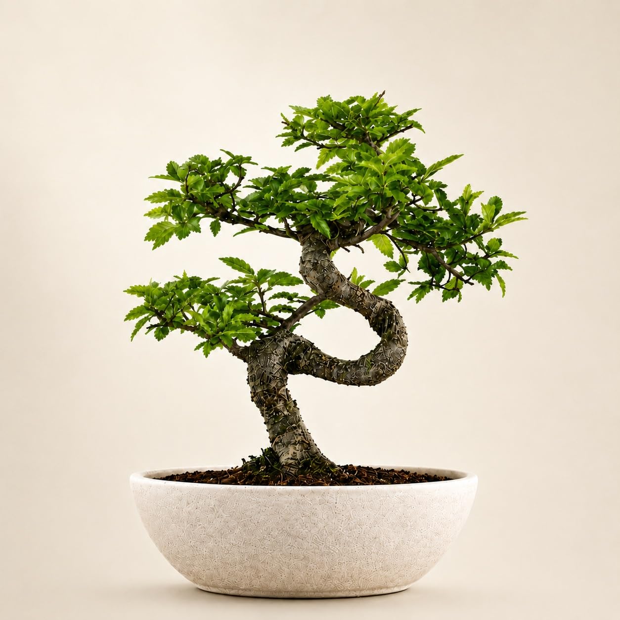 Bonsai Live Plant - 9 Years Old Chinese Elm Bonsai Tree In White Boat Bonsai Pot| Unique Bonsai Plants for Home Indoor | Ideal for Office, Living Room, Balcony | Height: 40cm-picture-10