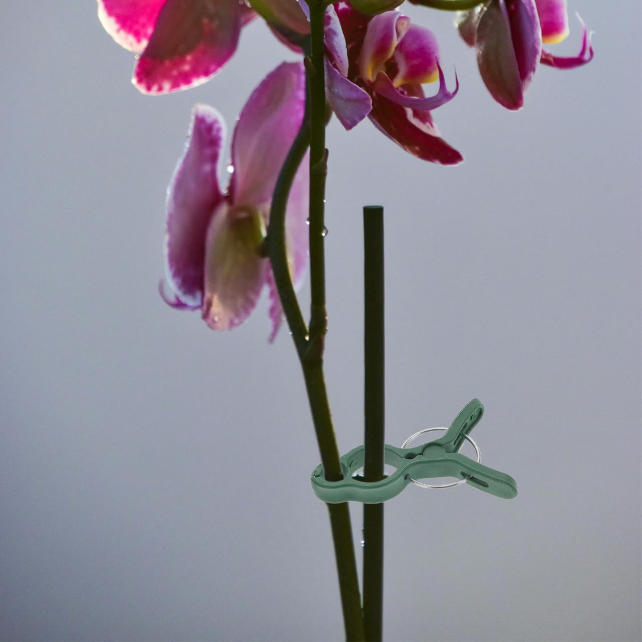Didiseaon 50 Stück Pflanzenclips: Pflanzenklammern Groß Pflanzenclips für Kletterpflanzen Tomatenclips Klammern für Pflanzen Tomaten Orchideen und Gartenpflanzen