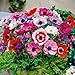Bloomique - Mischung aus 50 - Anemone De Caen - Gartenanemone - Farbmischung - Blumenzwiebeln - Frühlingsblüte - mehrjährige Pflanzen - wird bis zu 20-25 cm groß