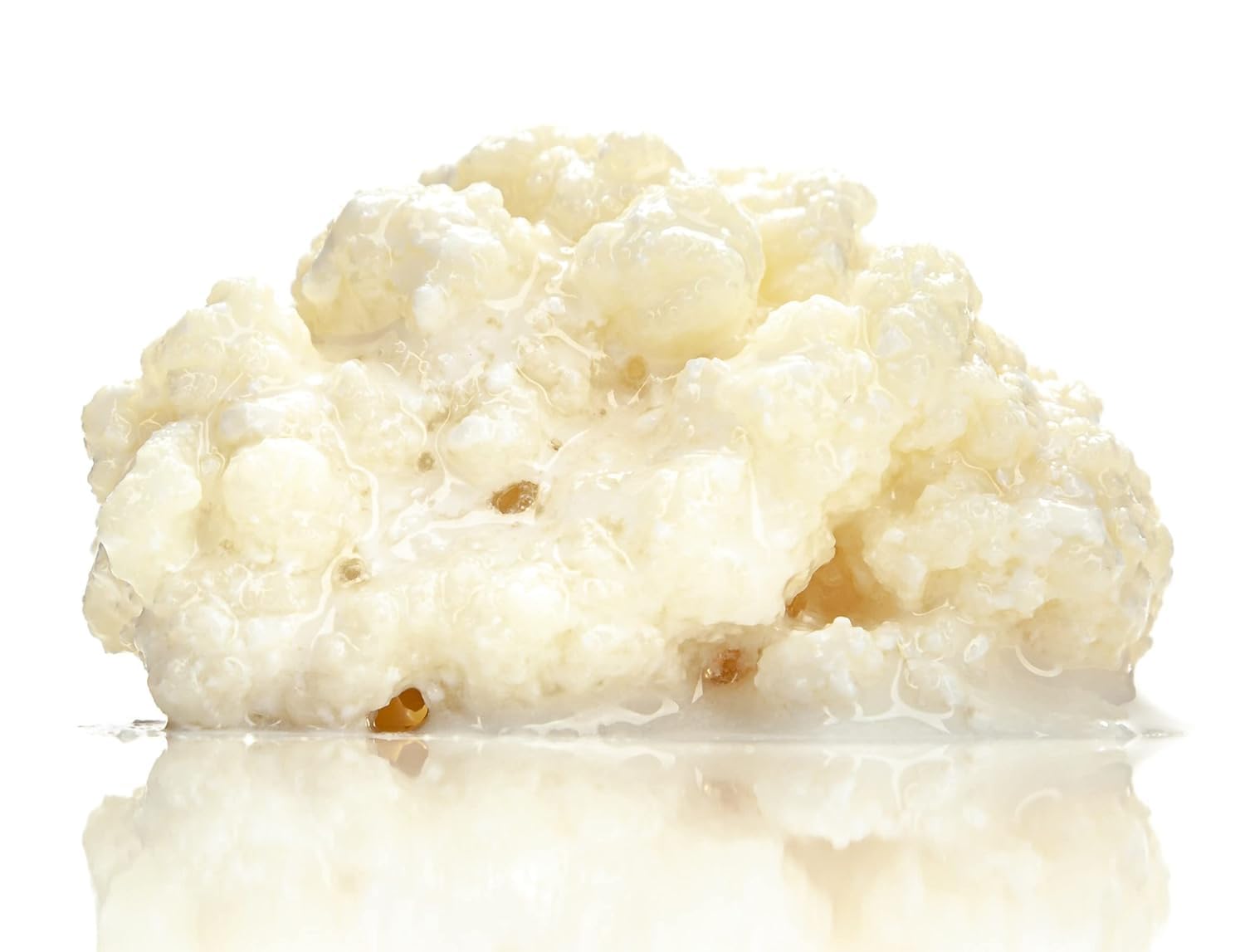 Pack 2X 20g de Hongo/Nódulos Frescos de Kéfir de Leche + Instrucciones + Recetas + Ayuda y asesoramiento en español - OH MY KÉFIR®