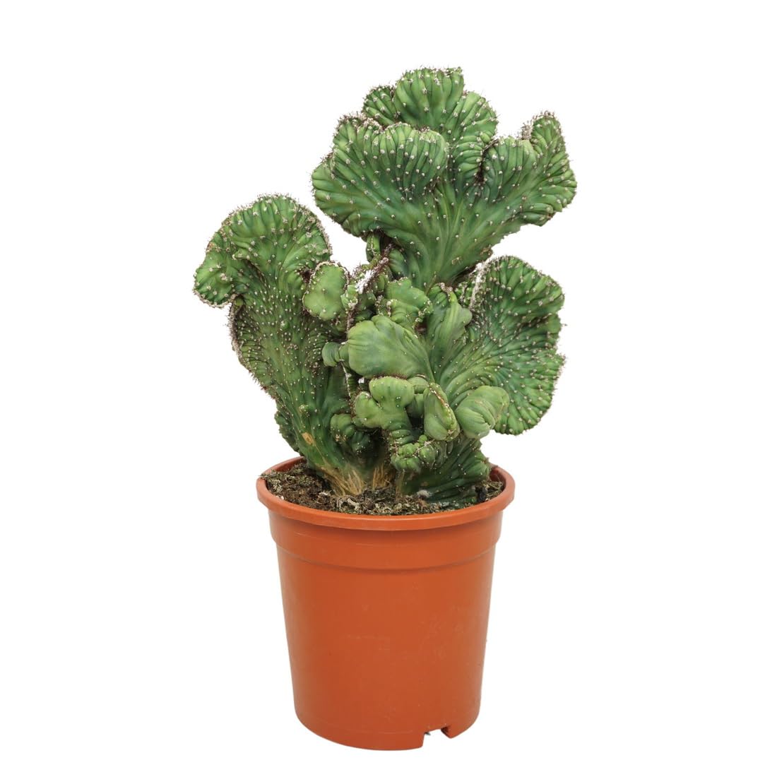 Exotenherz Kaktus z jagodami - Myrtillocactus geometryzans cristata - kaktus kolumnowy - doniczka 17 cm
