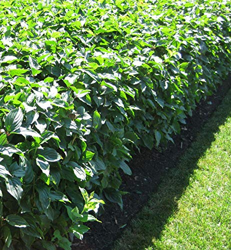 Cornus Sericea_Dogwood (3-5" Pots, Osier- Red Twig) #TOP4