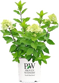 Proven Winners Hydrangea pan. Quick Fire Fab