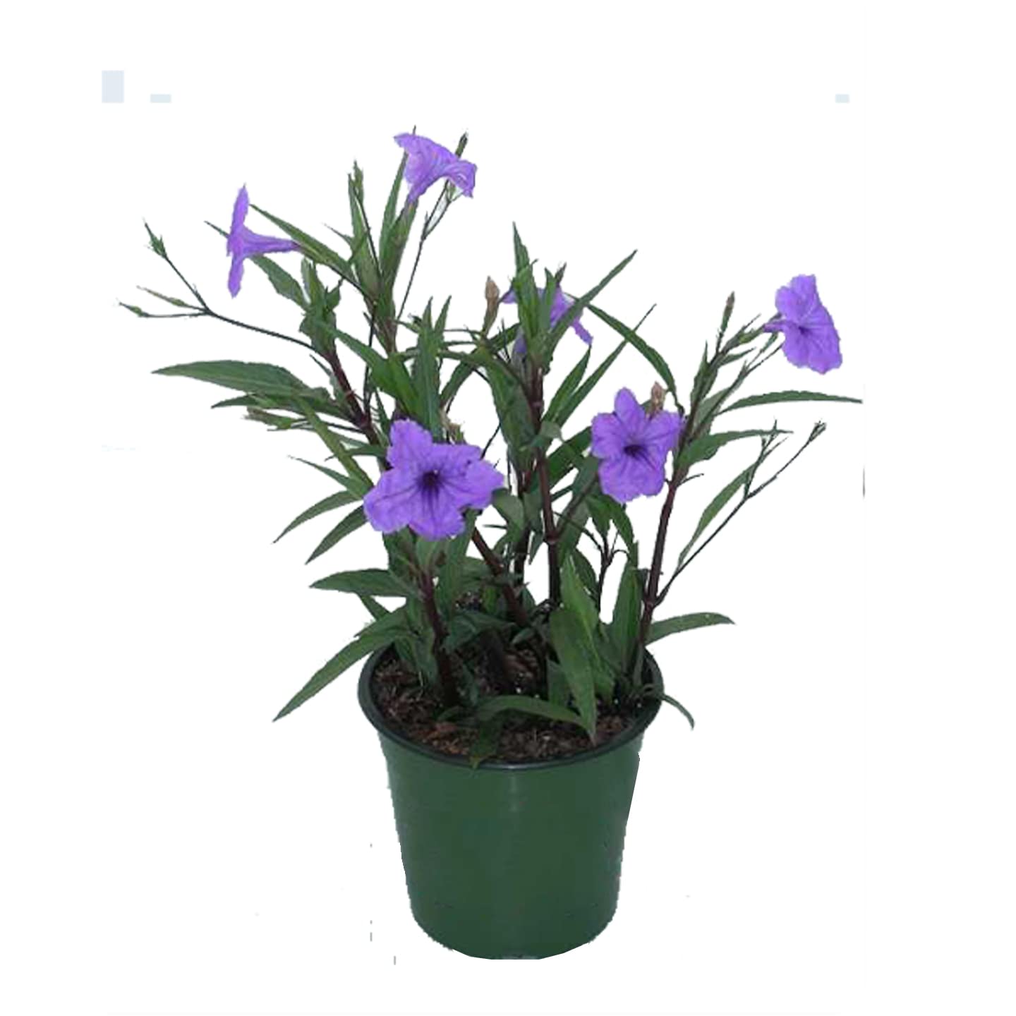 See full amazon price history chart for Go4plants Maxican pitunia live flower plant with pot for gardeners Go4plants Maxican pitunia live flower plant with pot for gardeners (B0B2DYD3DW) Amazon Price History, Amazon Price Tracker
