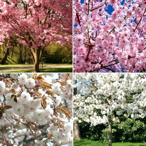 CarpetC 50+ Cherry Blossom Tree Seeds for Planting, Double Mix Color Flowering Prunus serrulata Ornamental Tree with Showy Spring Blooms, Non-GMO for Specimen Plantings and Cottage Gardens