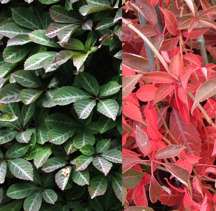 GardenersDream Parthenocissus Henryana - Vigne Vierge Argentée Résistante au Froid - Plante...