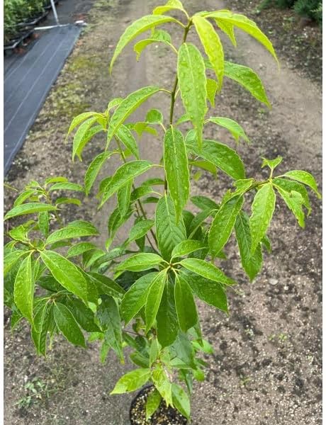 針葉樹とベルの横長スワッグ 37cm ドライフラワースワッグ横型スワッグ