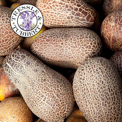 SANHOC Semi Pacchetto: Selten sikkimensis 5 UK Venditore