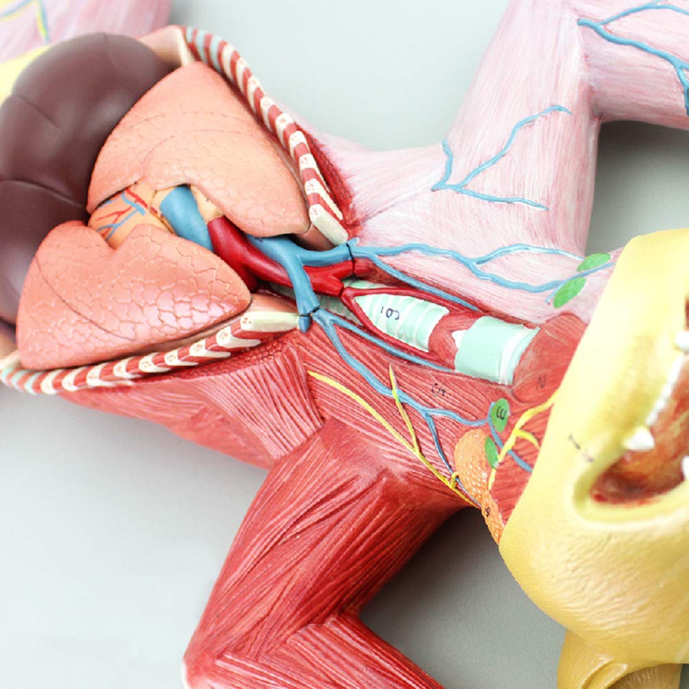 Model Anatomii Kota, Model Anatomii Trzewnej, Model Mięśni I Nerwów, Model Anatomii Do Nauczania Zwierząt, Odpowiedni Do Badań Weterynaryjnych, Model Anatomii Zwierząt