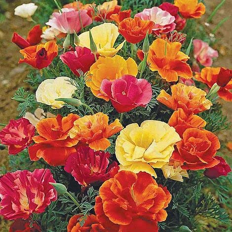 Audbhidhi Flower Seeds | California Poppy Seeds Mix Colors For Home Gardening (50 Seeds) (B09LR7LTMJ) Amazon Price History, Amazon Price Tracker