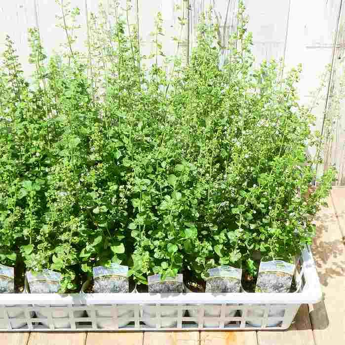 Amazon.co.jp: カラミンサ 苗 白小花 3.5号 秋まで咲く 宿根草 ハーブ