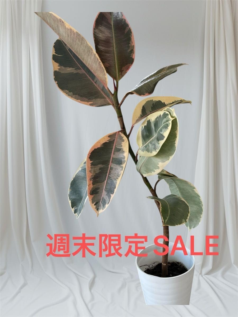 ココスヤシシルバーリーフ 極太 葉先140cm幹回り75cm 幹高20cm b*s様