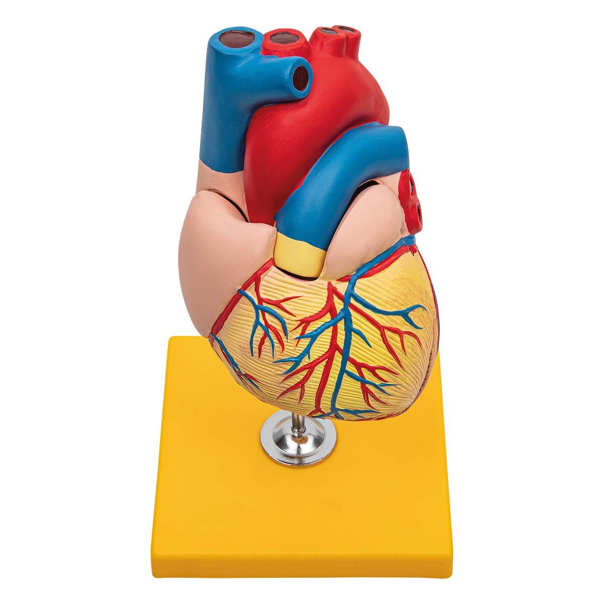 Anatomia podstawowa - budżet 2 częściowy model anatomii ludzkiego serca z podstawą - wielkość życia - nauczanie w szkole