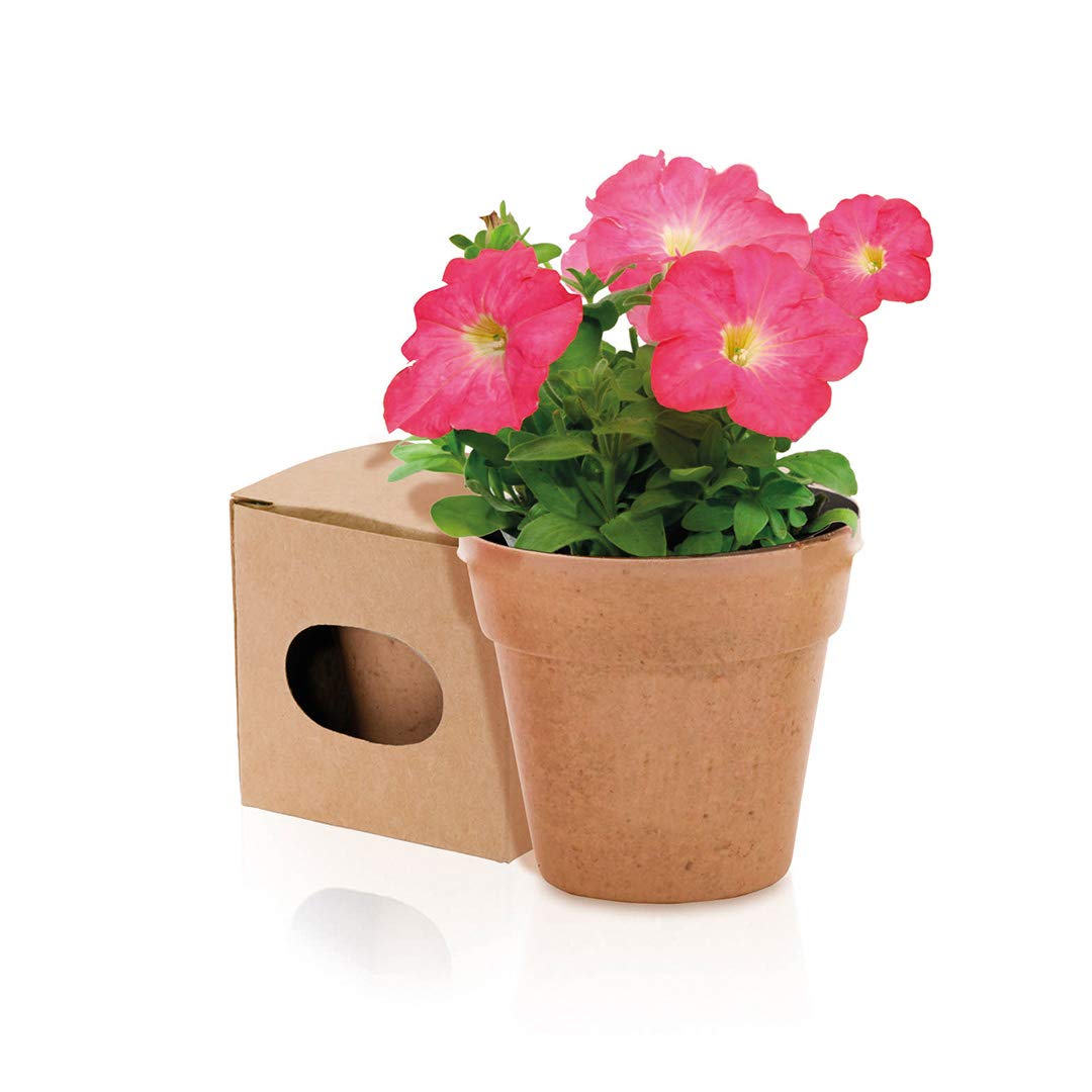 Lote de 25 Macetas Biodegradables ECO + 5-8 Semillas Petunias - Plantitas, Maceteros para Detalles y Recuerdos Invitadas Bodas