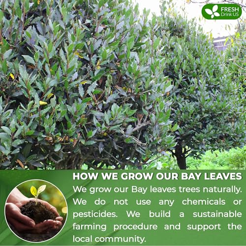 Image of FreshDrinkUS, Premium 450+ Dried Bay Leaves, Bay Leaf Tea, Bay Leaves Spice, Whole Nice Leaves, Wildcrafted, Fresh Harvested, Bay Leaves For Cooking, Sugar-Free, Gluten Free, Caffeine Free, Vegan