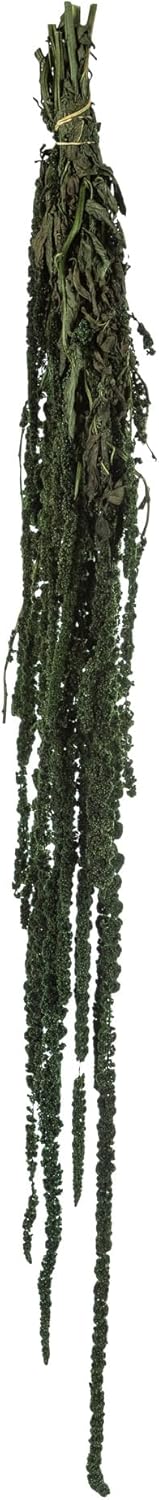 Vickerman 30" Merlot Amaranthus Bundle - 7-8 oz Per Bundle - Real Preserved Foliage Decor for Home or Everyday Arrangements - Natural Product - Decorative Bundle - Rich Color and Textures