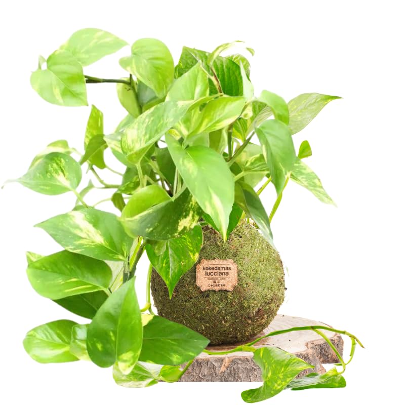 Kokedama Potus Natural - Kokedama Interior | Bola de Musgo Vivo | Planta Natural | Planta Interior | Decoración Hogar | Fácil Cuidado y Mantenimiento
