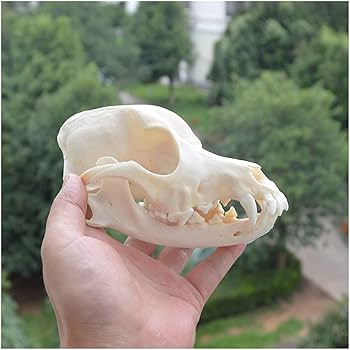 アフガンハウンド　骨格標本　頭骨 Amazon.co.jp: 本物の動物の犬の頭蓋骨標本犬の頭の骨格天然歯骨